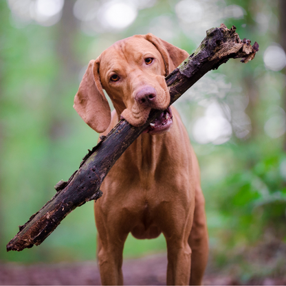 Strolling in the Woods Natural Pet Whiff